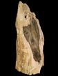 Tall Petrified Wood (Sequoia) With Polished Face - Oregon #93899-2